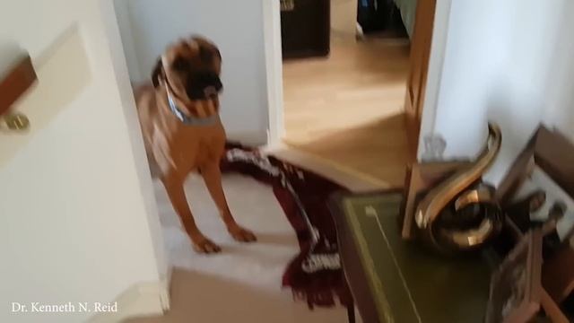 Забавные собаки, которые не хотят мыться Смешные видео с животными