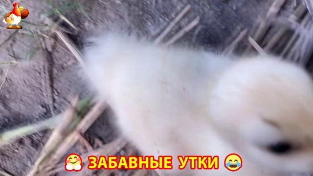Забавные утки мускусные и пекинские на свободном выгуле ч.(94) ❣️🤗😂