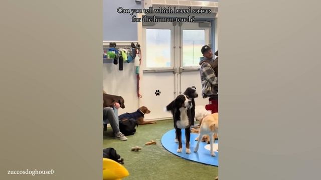 В вашей собаке больше человеческого чем Вы думаете! Забавные собака и человек