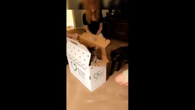Смешные котики - часть 19