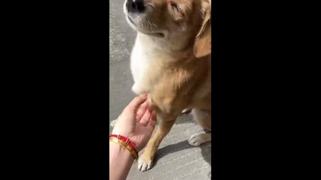 Смешные кошки и собаки - часть 3