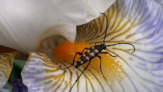 Лептура четырёхполосая (Leptura quadrifasciata)