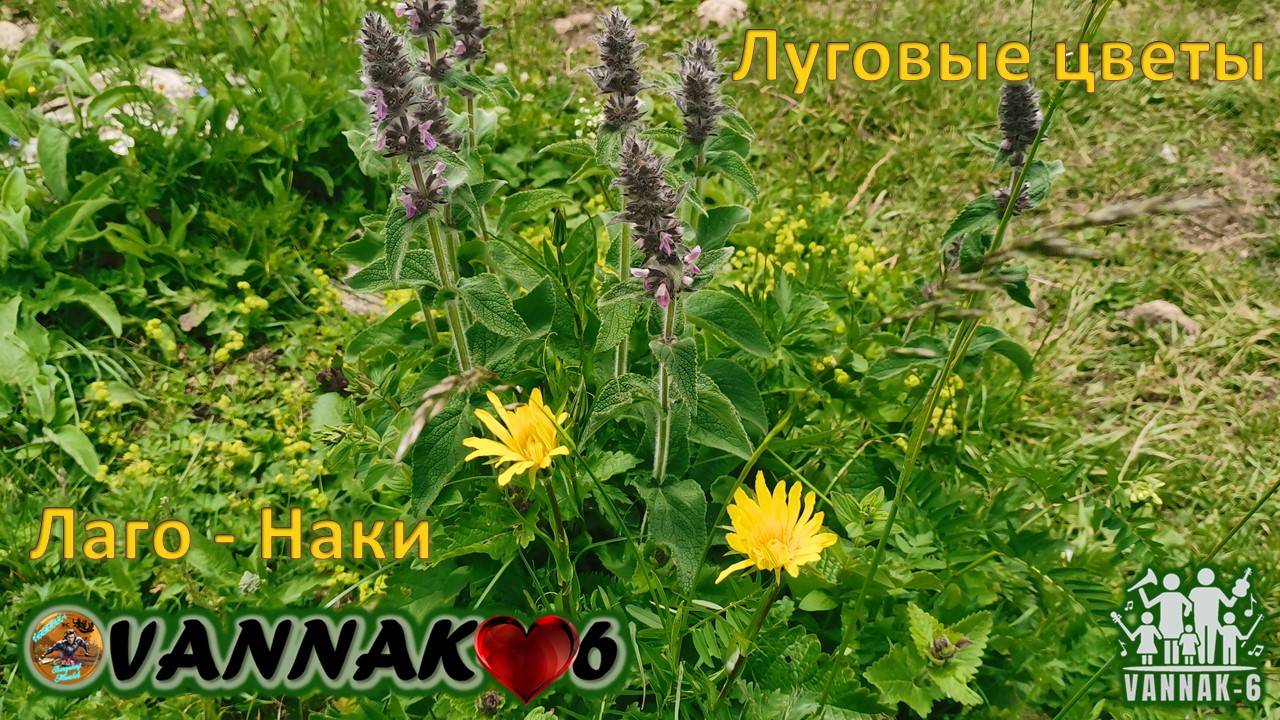 Луговые цветы Лаго-Наки