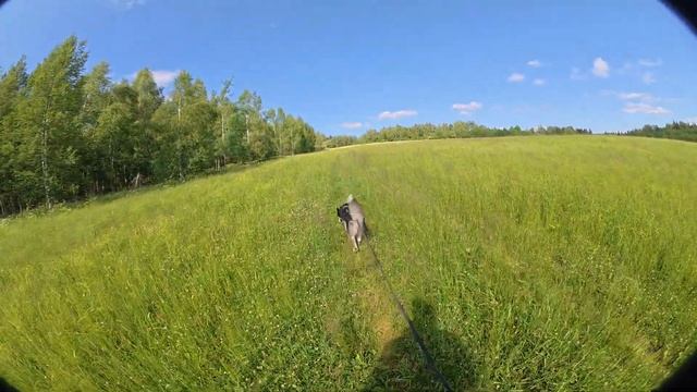 С хаски Диком прогулкана новом поводке 200м 21.06.25