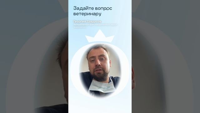 МКБ у кошек
