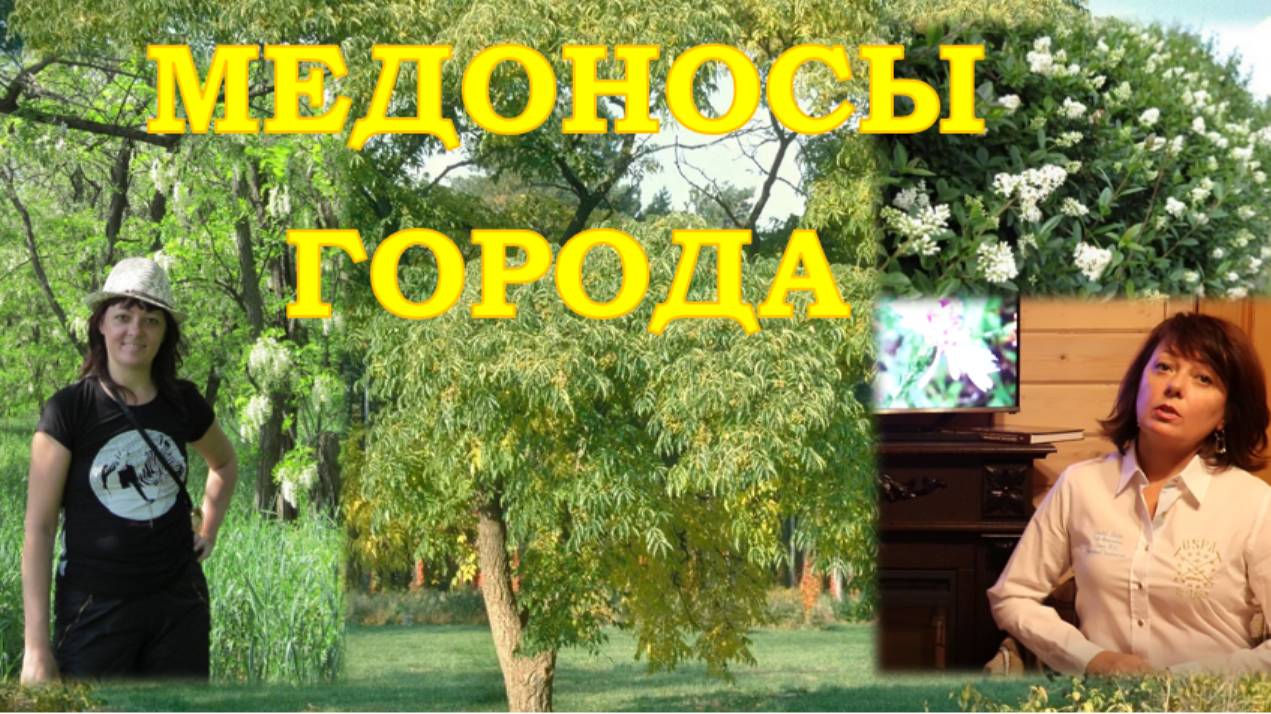 МЕДОНОСЫ ГОРОДА