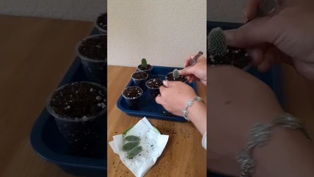 Кактус Опунция Микродазис. Посадка.