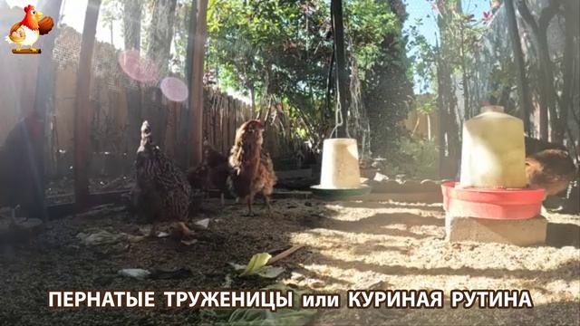 Куры несушки свободного выгула и их обычная куриная рутина – эпизод (488)