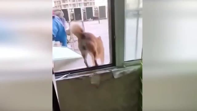 Приколы С Животными 131