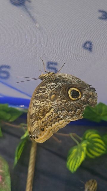 #бабочки #reels #short #shorts #margo #nature #surprise #buterfliy #insects #beauty #happy #funny