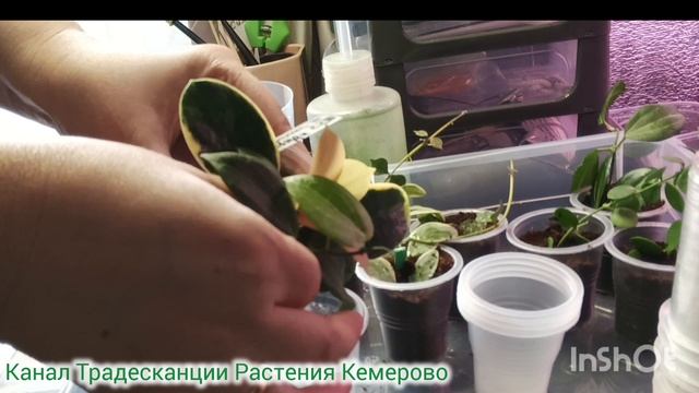 Посадка Хой. Грунт для укоренения хой