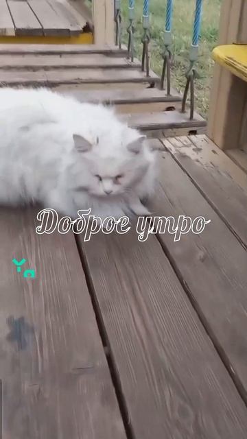 #вислоухийкот #том #котыприколы
