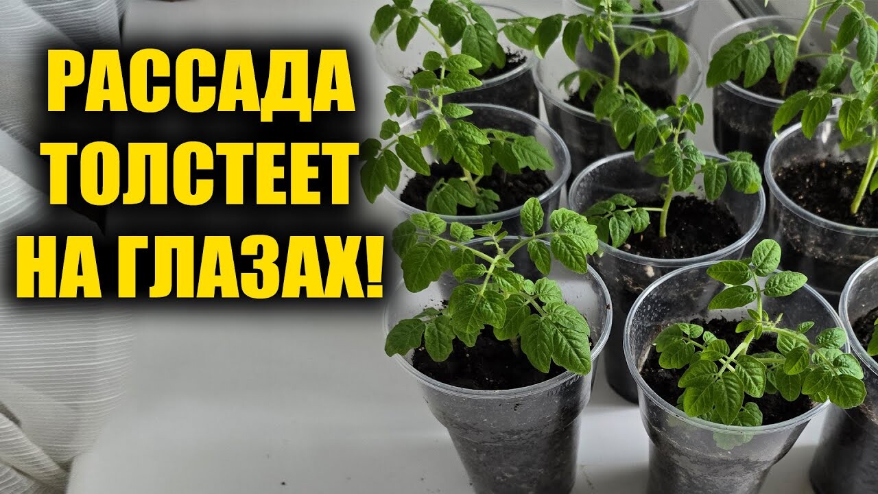 Рассада стремительно наращивает массу и не вытягивается! Оптимальное удобрение для томатов, огурц...