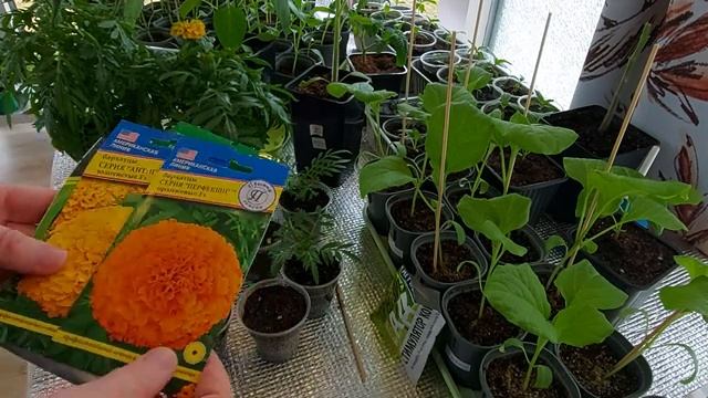 Бархатцы Антигуа и Перфекшн Черенкуем Результат 100 % Часть 1
