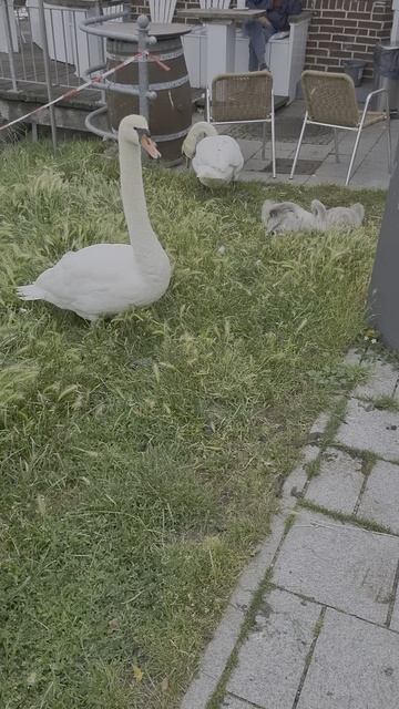 1000042631.mp4