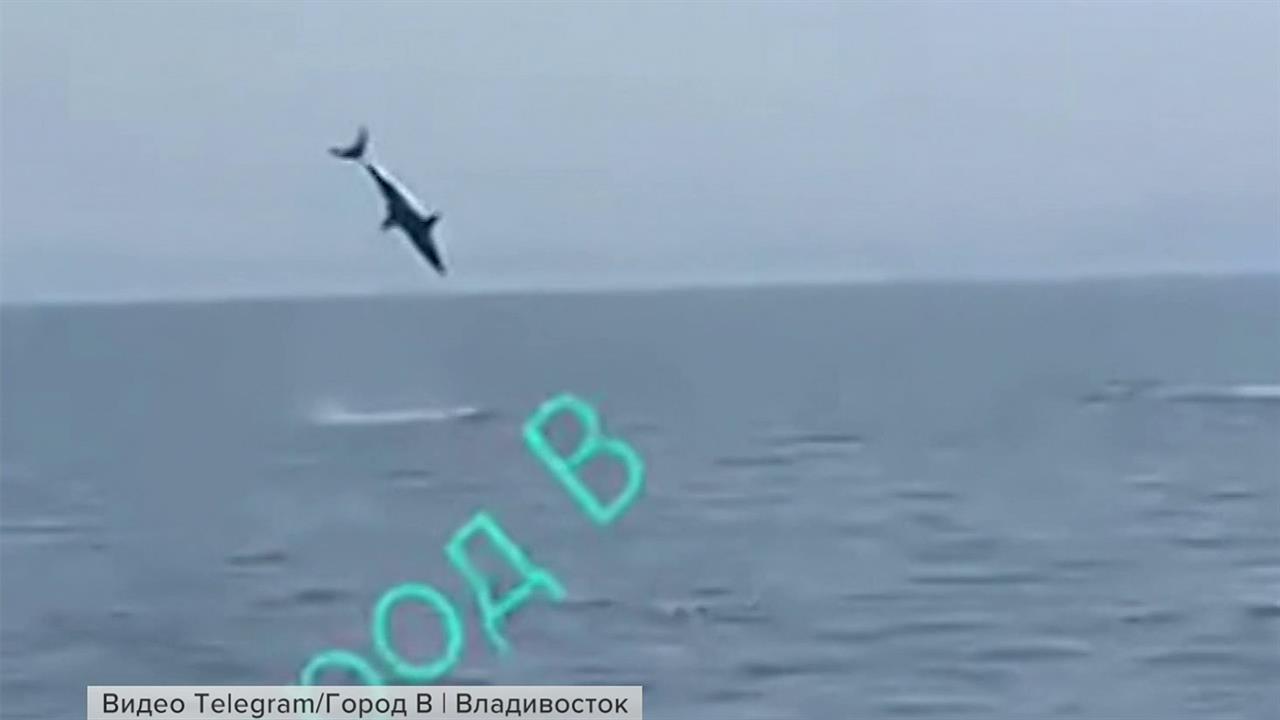 В Приморье из-за повышения температуры моря появились акулы-людоеды