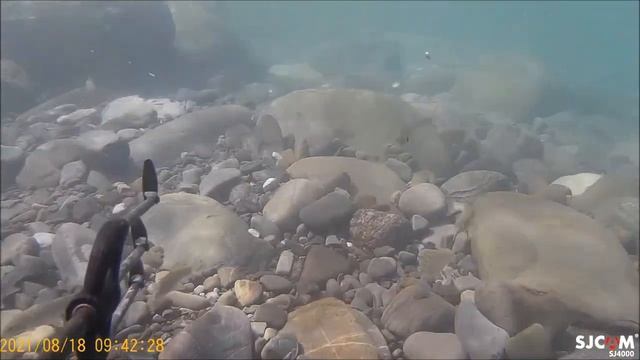 Подводная охота . Большой Сочи . Лазаревское.