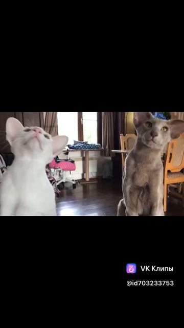 Вальс котов…