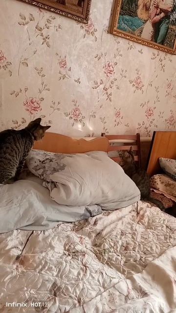 #безкотаижизньнета #любимчики #хочуврек