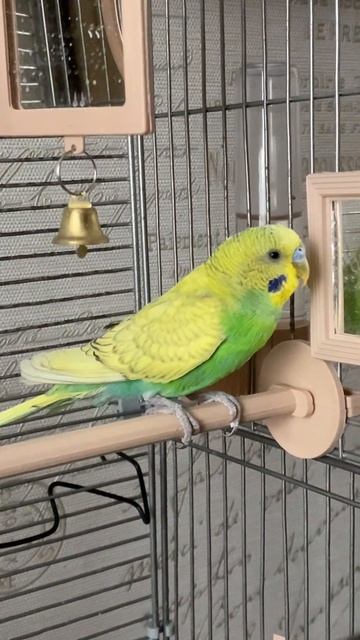 Форд играет