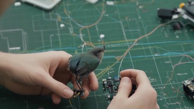 Современные методы исследования птиц от кольцевания до GPS-трекинга