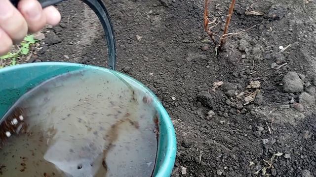 Посадила жимолость.