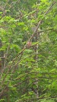 это какая порода воробья