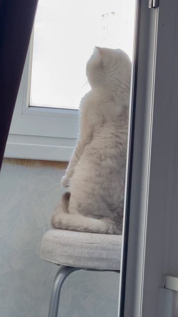 😸🌤️