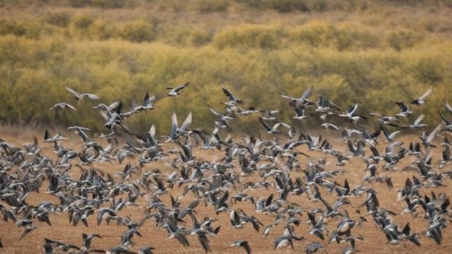 Птицы-космополиты жизнь в разных уголках планеты