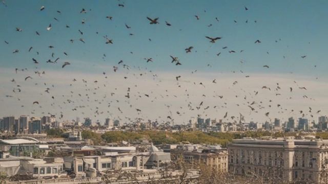 Птицы в городской среде сосуществование или конфликт