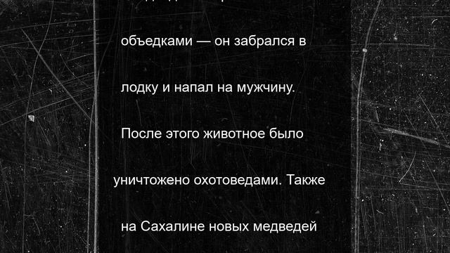 Медведя, который забрался ранее в лодку к мужчине, застрелили на Камчатке
