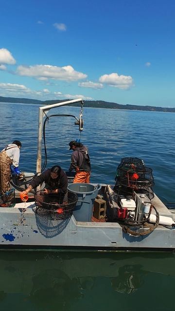 🦀 Охота на краба Данженесс возле Такомы! 🚤
Сезон открыт в Зоне 11 (Такома — Вашон)! Ловля дикого