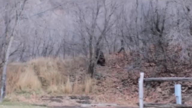 Бигфут Замеченный в Юте