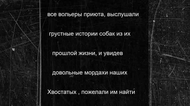 Тутаевские молодожены отнесли свадебные подарки в приют для животных