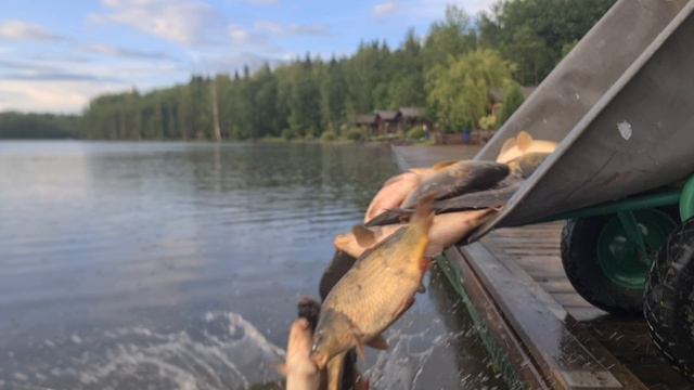 Гости решили отпустить половину улова.