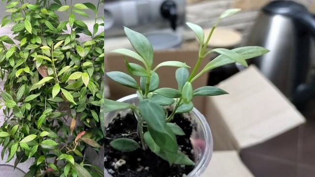 Хойи : покупочки ,хотелочки ,подарочки 😍❤️🤗