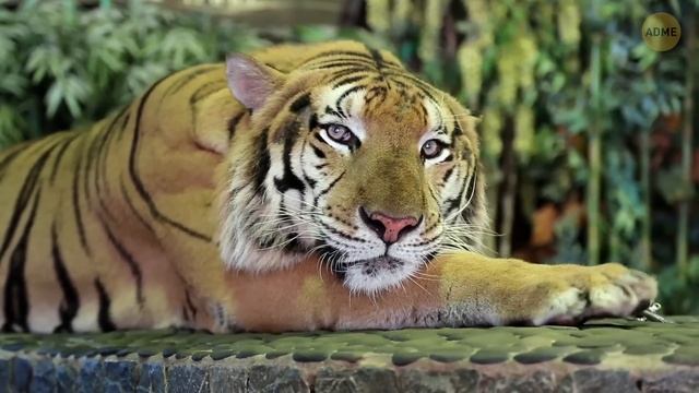 Кто будет править Землей через миллион лет
