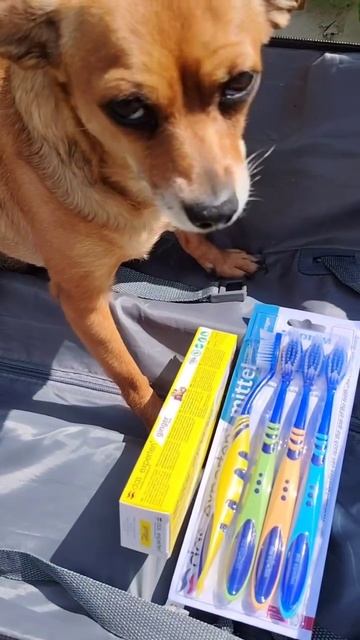 Ваш питомец чистит зубы ядом? Обычная паста — медленный убийца его дёсен.