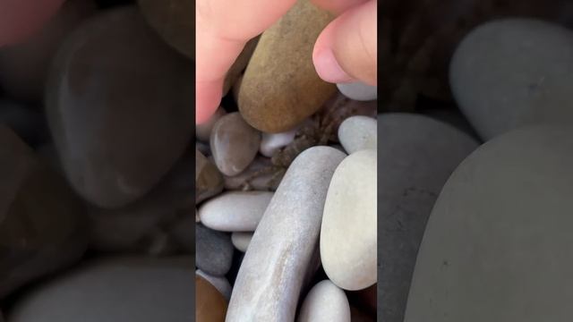 Где живет маленький краб! Мистер Крабс #море #beach