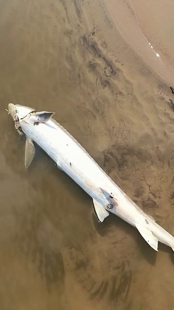 Поймали рыбу🐋🦈