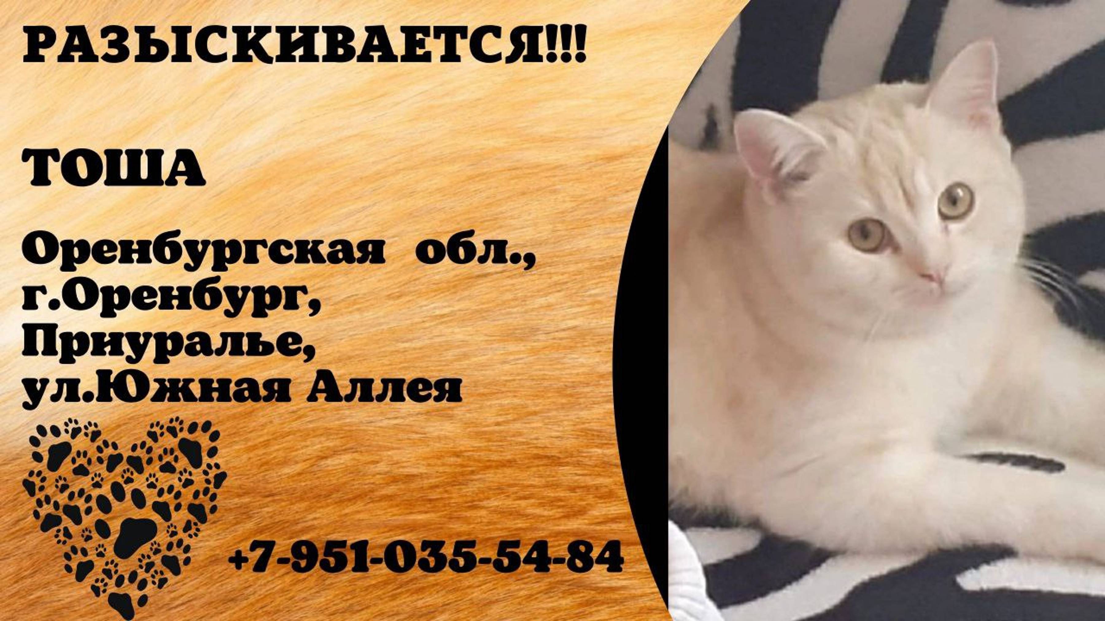Пропал кот! ТОША.  Оренбургская обл, г.Оренбург, Приуралье, ул. Южная Аллея