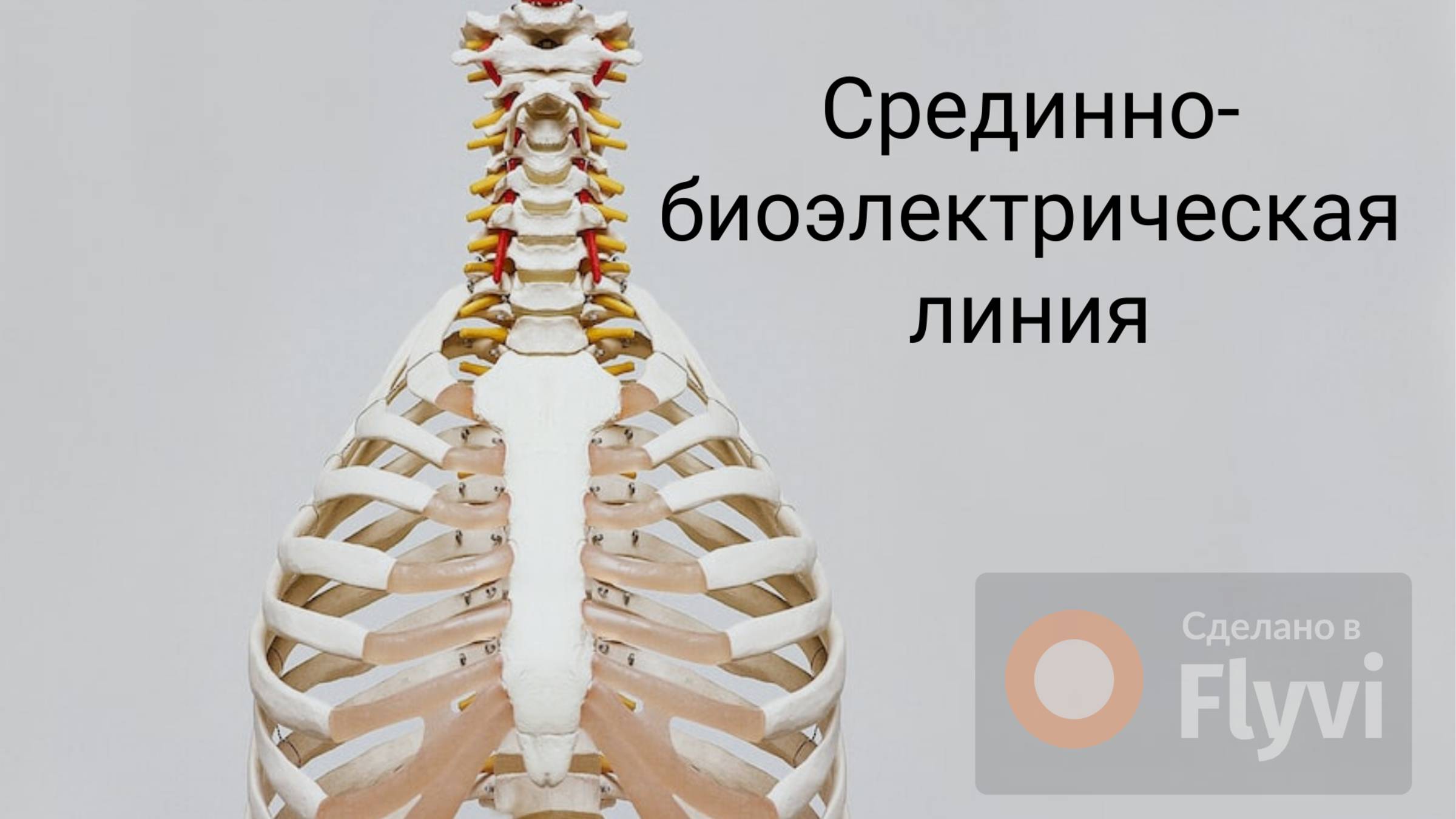 Срединно-биоэлектрическая линия