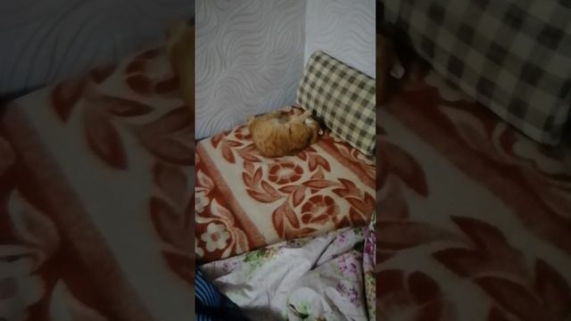 Моя рыжуля