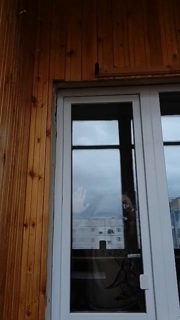 смешное видео