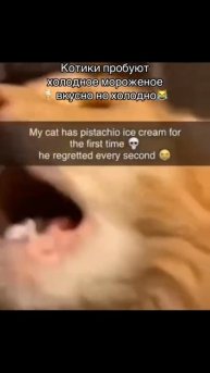 Первая морженка