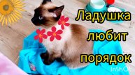 Ладушка🐱наводит😂порядок‼️ #прикольные моменты #смешныекоты #котики #милые