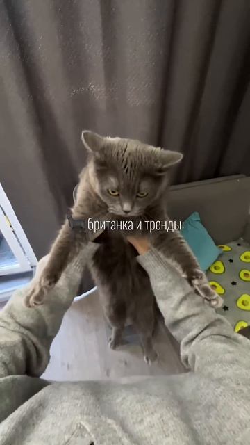 КОТЫ И ТРЕНДЫ / британка vs обычный кот #тренд #британскиекошки #кошка #кот #humor #memes