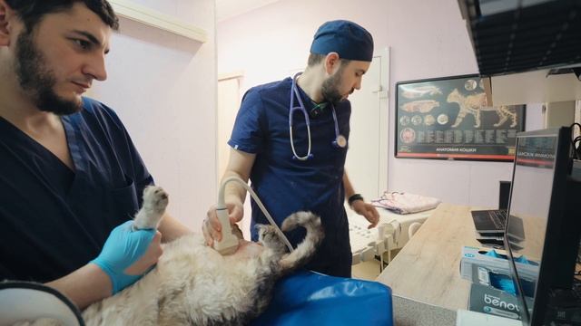 Когда коту действительно нужна уретростомия?🖋