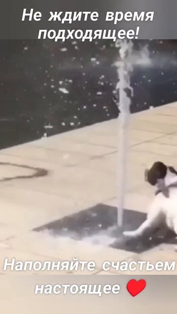 Вот оно,счастье ! 🐶🤩⛲🥰