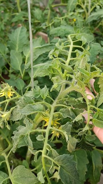 🍅 Закрутились у томатов макушки